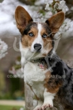 Corgi - Cardigan Welsh
