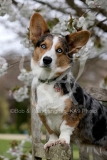 Corgi - Cardigan Welsh