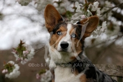 Corgi - Cardigan Welsh