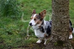 Corgi - Cardigan Welsh