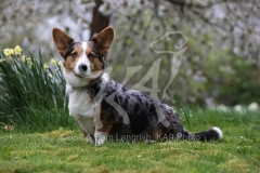 Corgi - Cardigan Welsh