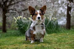 Corgi - Cardigan Welsh