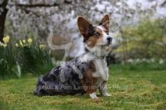 Corgi - Cardigan Welsh