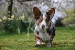 Corgi - Cardigan Welsh