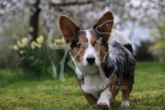 Corgi - Cardigan Welsh