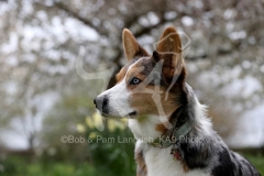 Corgi - Cardigan Welsh