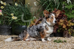 Corgi - Cardigan Welsh