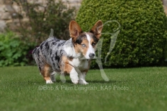 Corgi - Cardigan Welsh