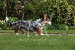 Corgi - Cardigan Welsh
