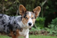 Corgi - Cardigan Welsh
