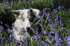 Corgi - Cardigan Welsh