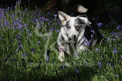 Corgi - Cardigan Welsh