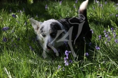 Corgi - Cardigan Welsh