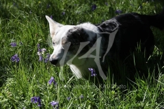 Corgi - Cardigan Welsh