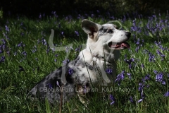 Corgi - Cardigan Welsh
