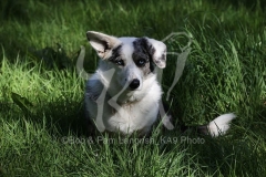 Corgi - Cardigan Welsh