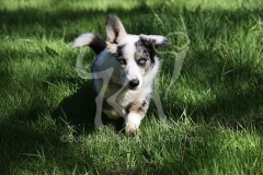 Corgi - Cardigan Welsh