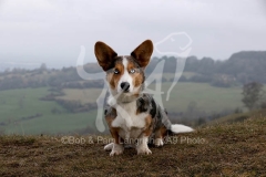 Corgi - Cardigan Welsh