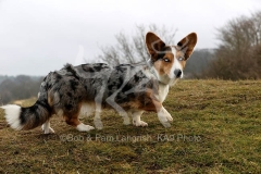 Corgi - Cardigan Welsh