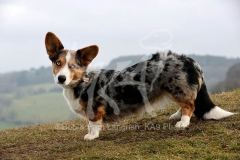 Corgi - Cardigan Welsh