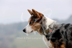 Corgi - Cardigan Welsh