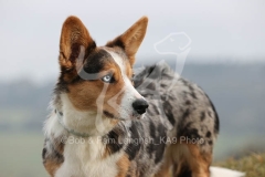 Corgi - Cardigan Welsh