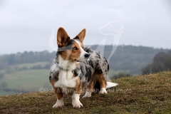 Corgi - Cardigan Welsh