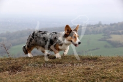 Corgi - Cardigan Welsh