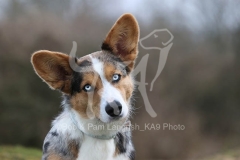 Corgi - Cardigan Welsh
