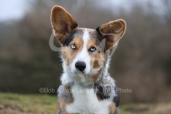 Corgi - Cardigan Welsh