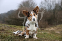 Corgi - Cardigan Welsh