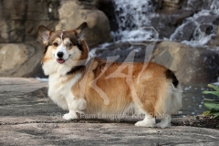 Corgi - Pembroke Welsh