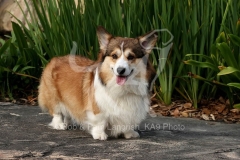 Corgi - Pembroke Welsh