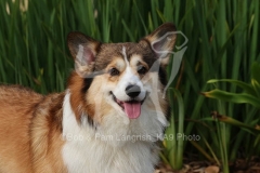 Corgi - Pembroke Welsh