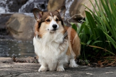 Corgi - Pembroke Welsh