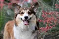 Corgi - Pembroke Welsh