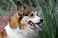Corgi - Pembroke Welsh
