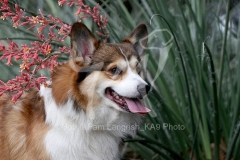 Corgi - Pembroke Welsh