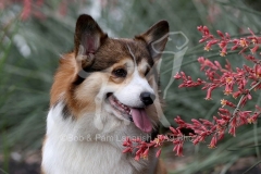 Corgi - Pembroke Welsh