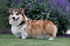 Corgi - Pembroke Welsh