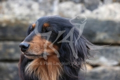 Dachshund - Long-haired Miniature