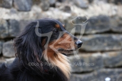 Dachshund - Long-haired Miniature