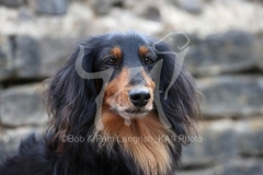 Dachshund - Long-haired Miniature