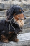 Dachshund - Long-haired Miniature