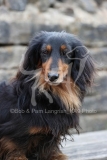 Dachshund - Long-haired Miniature