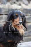 Dachshund - Long-haired Miniature