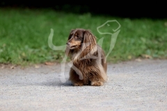 Dachshund - Long-haired Miniature