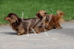 Dachshund - Long-haired Miniature