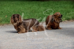 Dachshund - Long-haired Miniature