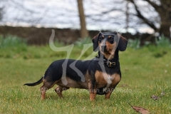 Dachshund - Smooth-haired Miniature